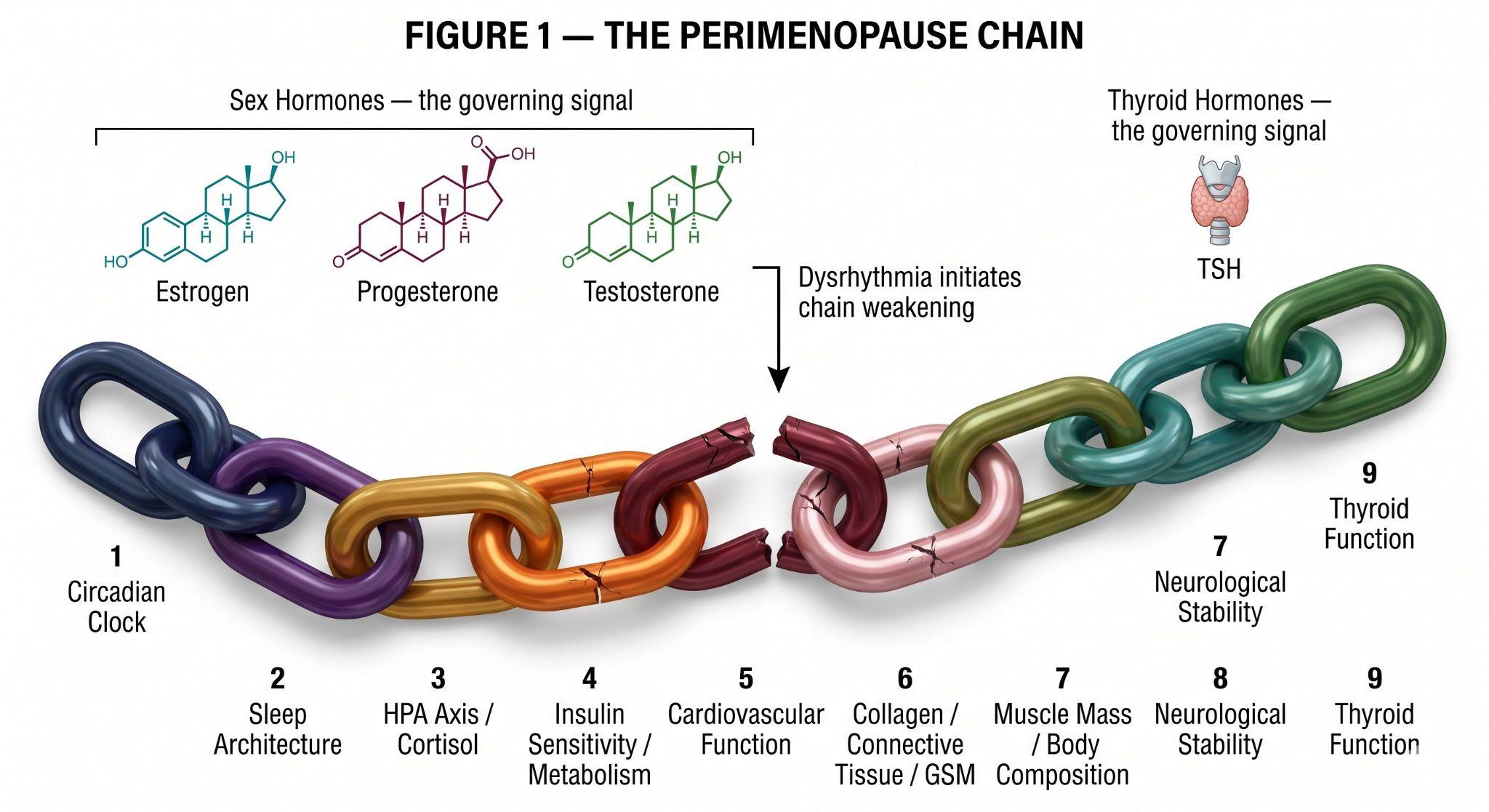 The Perimenopause Chain: two governing signals above, nine linked biological systems below
