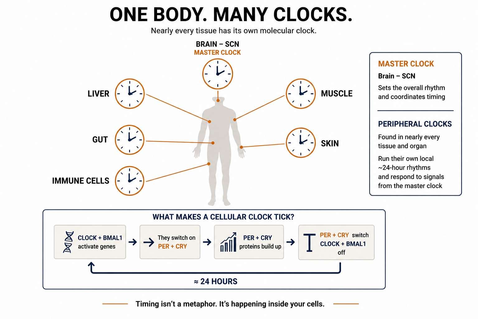 Diagram of the body's clock network: the suprachiasmatic nucleus setting overall rhythm, with liver, muscle, gut, skin and immune cells each running an independent cell-autonomous CLOCK/BMAL1–PER/CRY feedback loop.