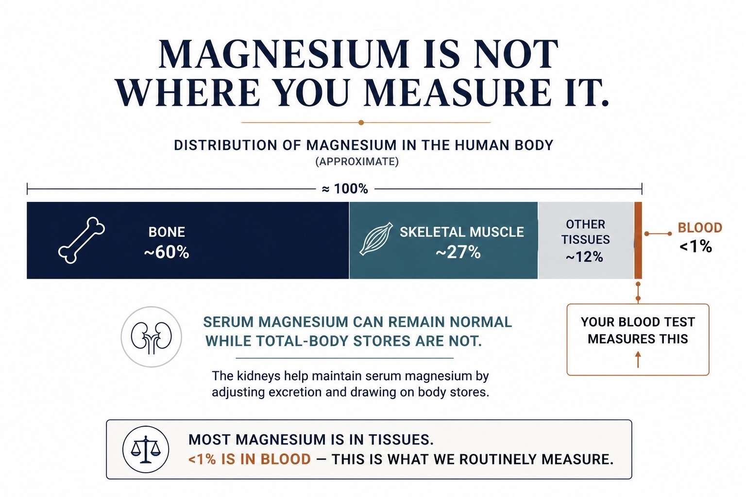 Distribution of body magnesium: roughly 60% in bone, 27% in skeletal muscle, and under 1% in blood — the only fraction a standard blood test reports.